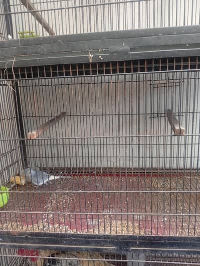 cage for sale