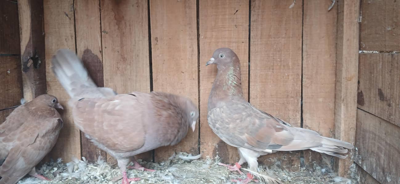 Indian Pair 0