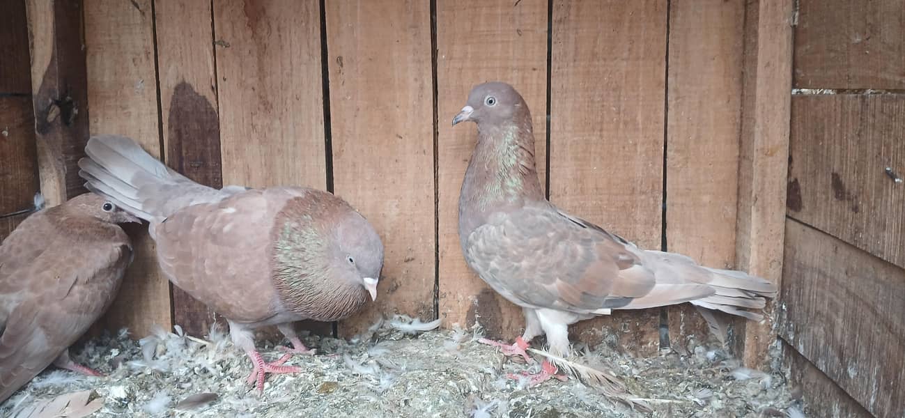 Indian Pair 1