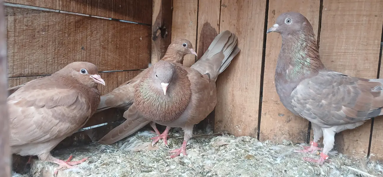 Indian Pair — photo 3