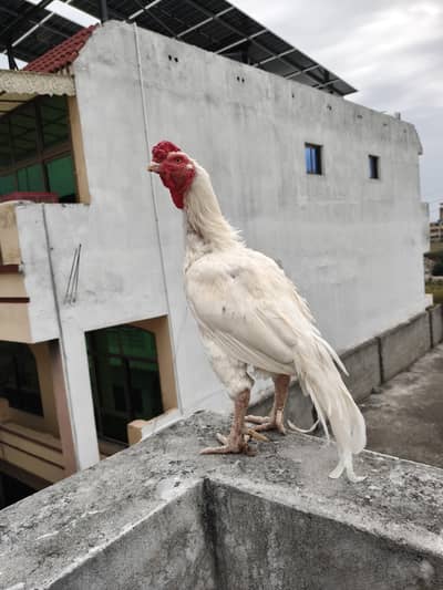 aseel murga heera for sale paper white03135942899