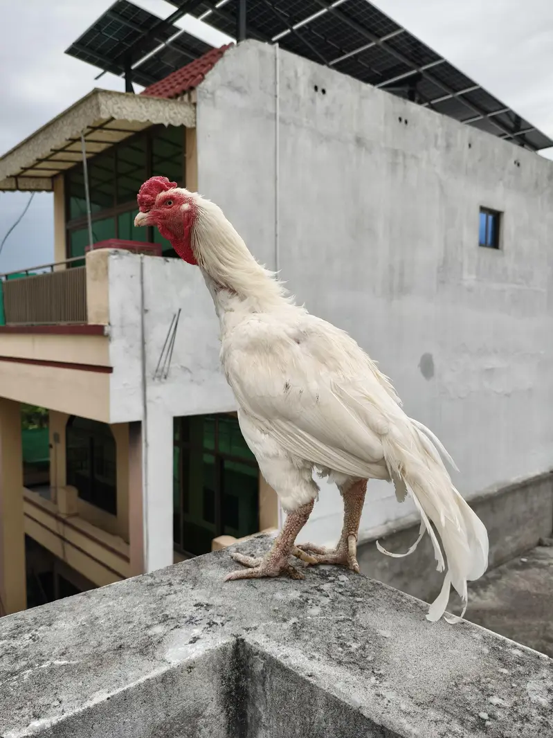 aseel murga heera for sale paper white — photo 2