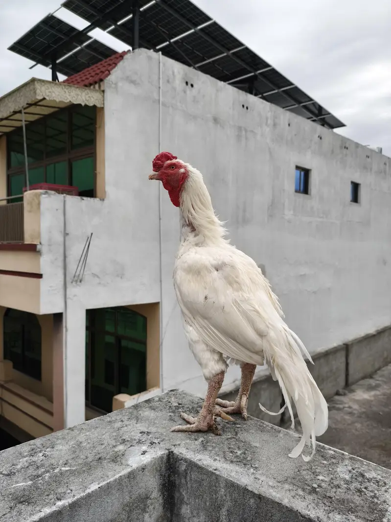 aseel murga heera for sale paper white — photo 3