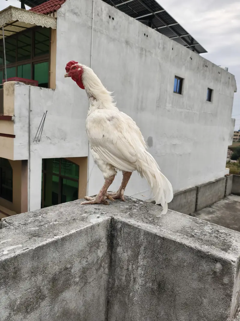 aseel murga heera for sale paper white — photo 5