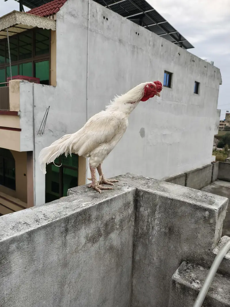 aseel murga heera for sale paper white — photo 7