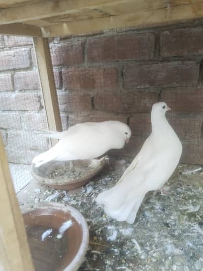white Laka  Pair