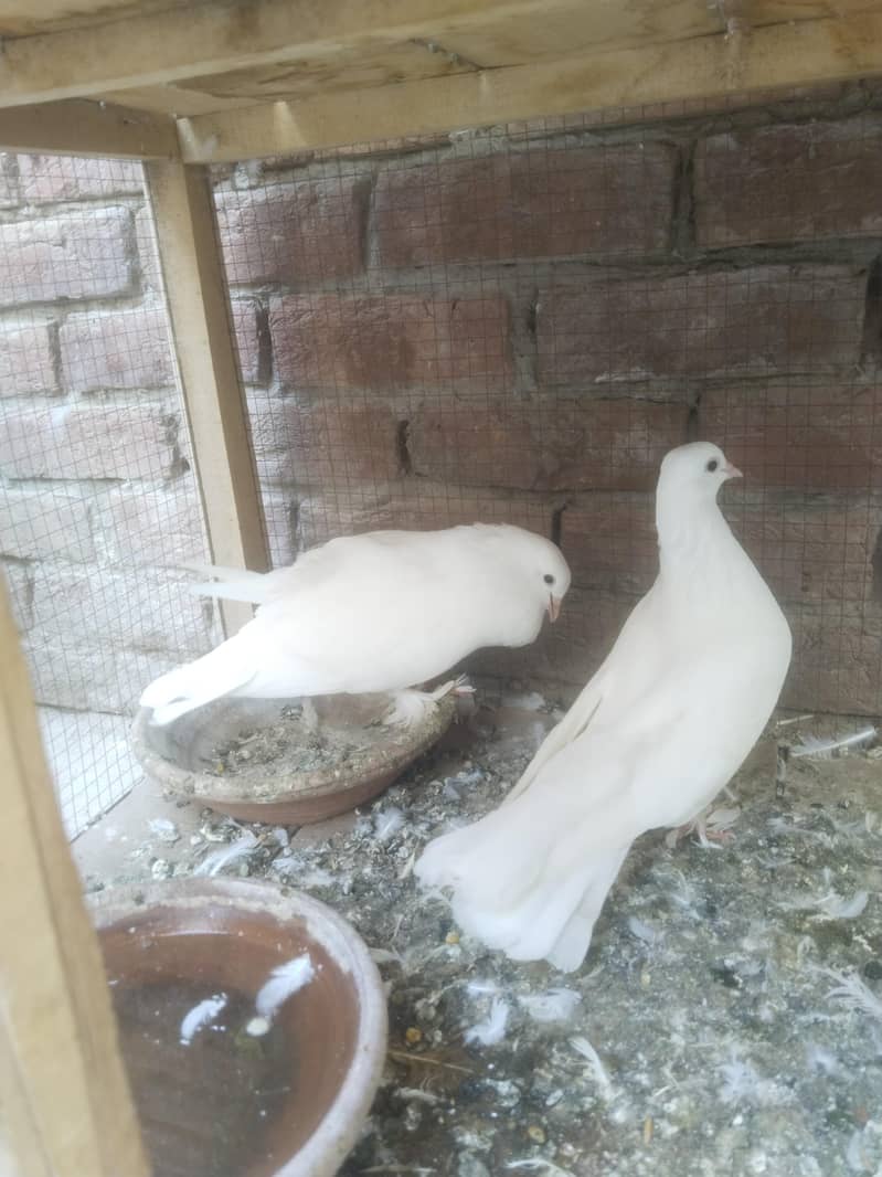 white Laka  Pair 0