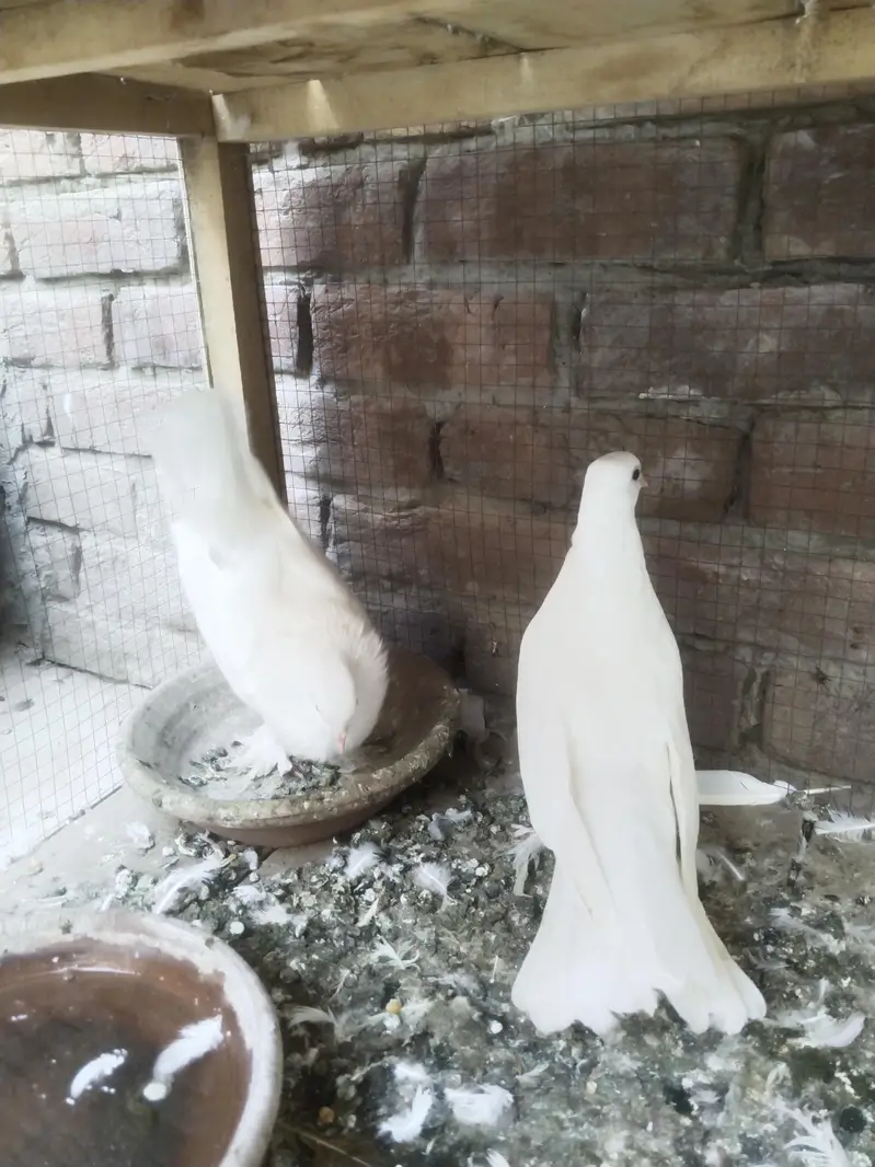 white Laka  Pair — photo 2