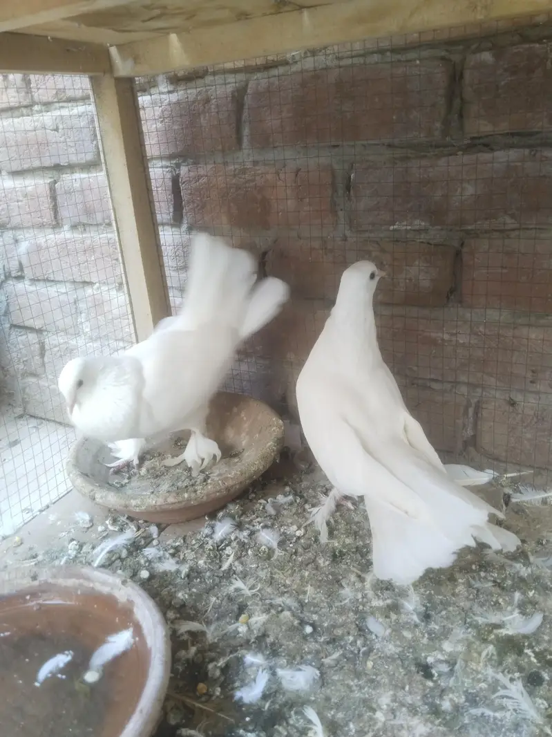 white Laka  Pair — photo 3