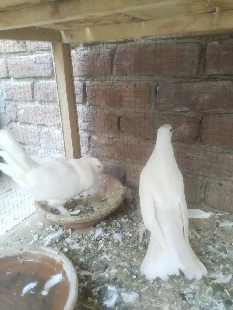 white Laka  Pair — photo 4