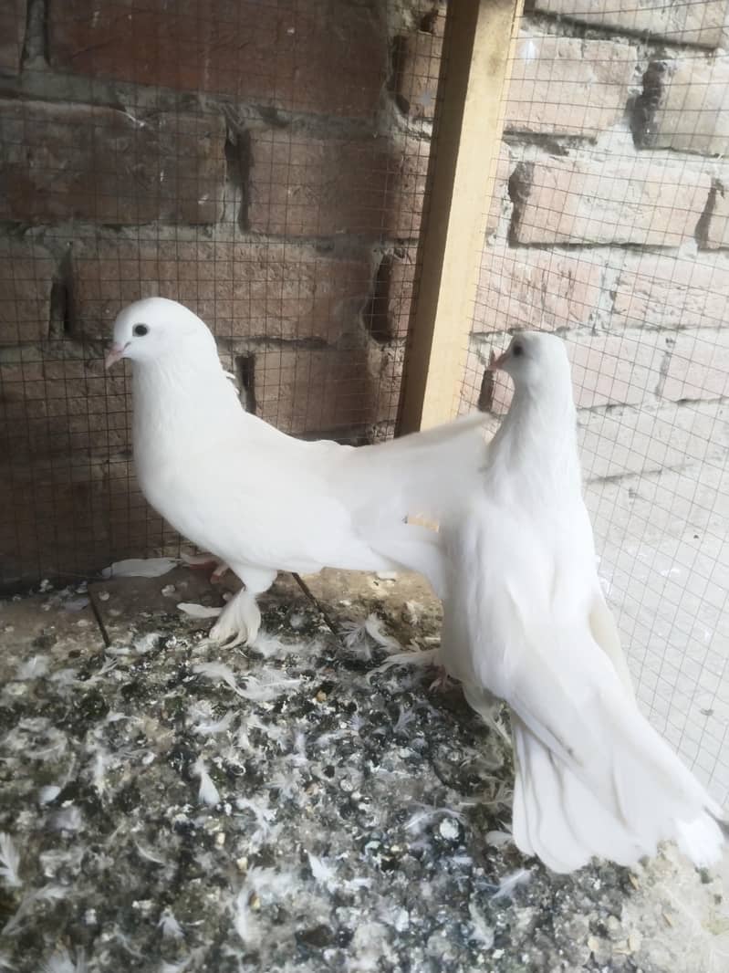 white Laka  Pair 4