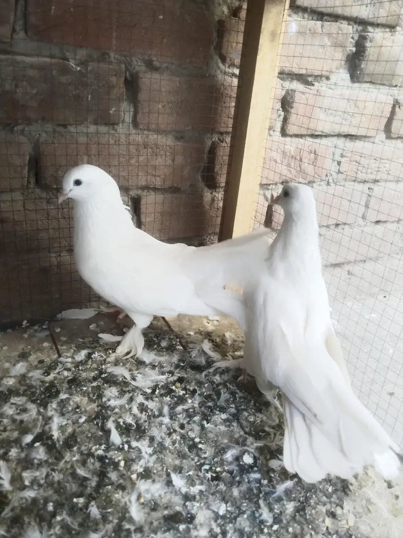 white Laka  Pair — photo 5