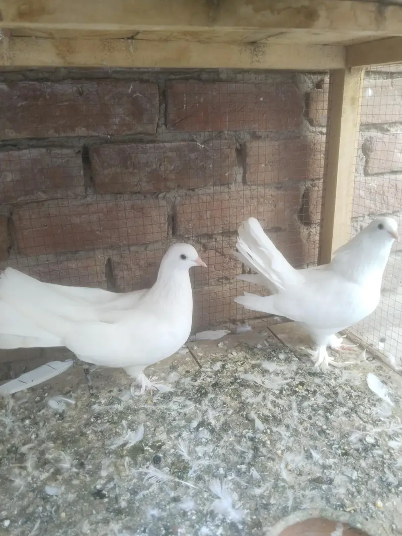 white Laka  Pair — photo 6