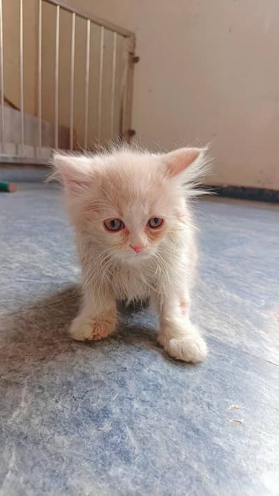 Male & Female Cats with 2-Month-Old Male Kitten vaccinated read ad