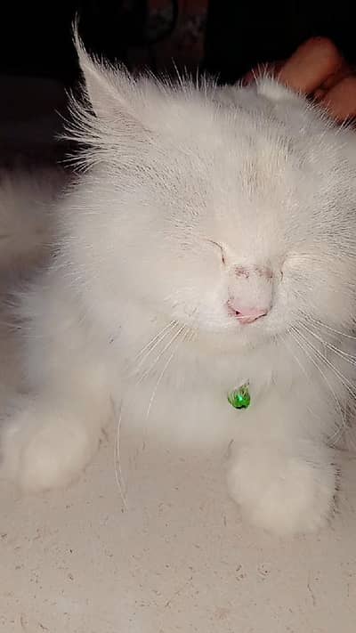 beautifull Persian cat for sale