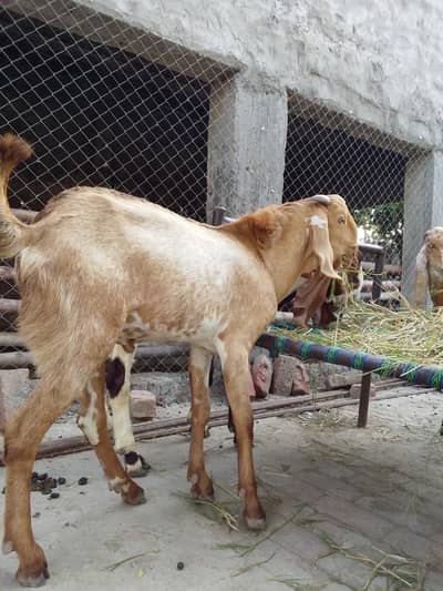 Qurbani, breading bakre– Khire, 2 Dant, Chena Makha & Desi