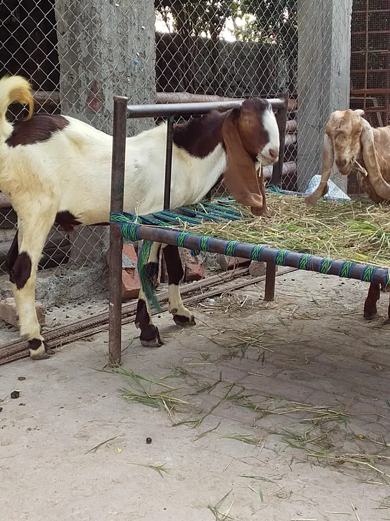Qurbani, breading bakre– Khire, 2 Dant,Makhi chini & Desi — photo 2
