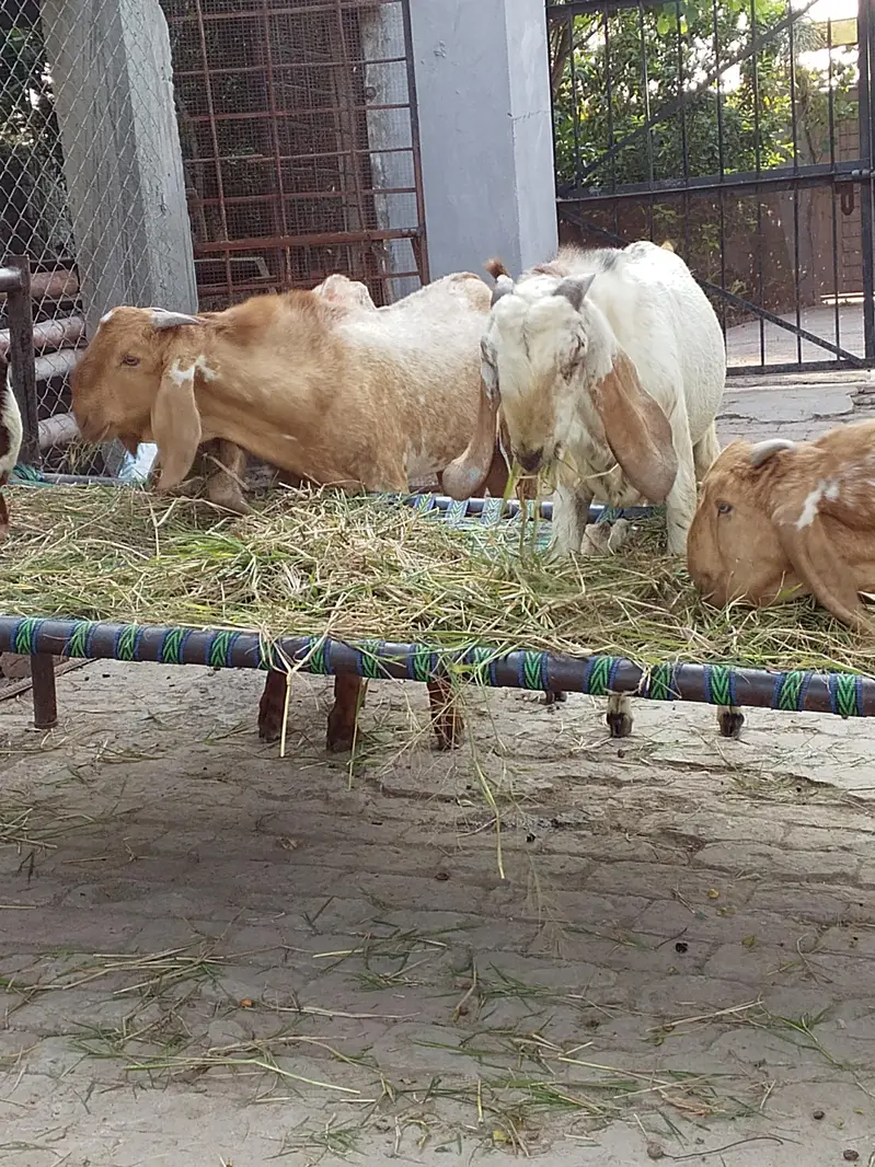 Qurbani, breading bakre– Khire, 2 Dant,Makhi chini & Desi — photo 3