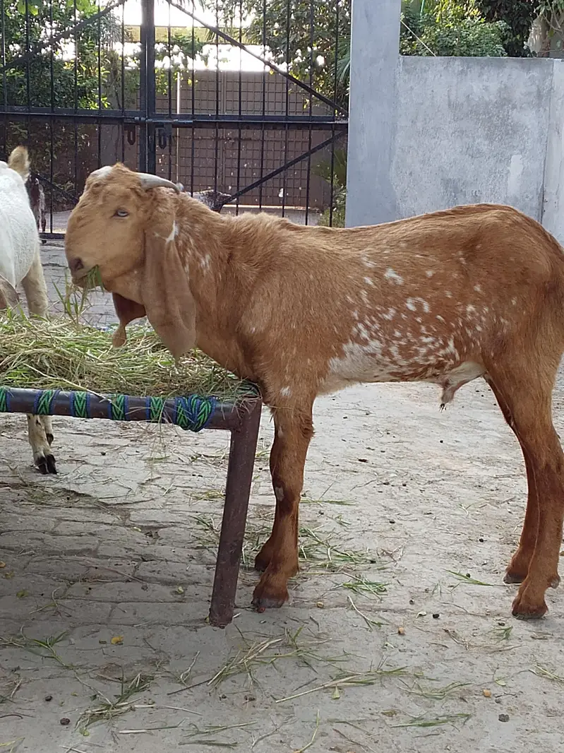 Qurbani, breading bakre– Khire, 2 Dant,Makhi chini & Desi — photo 4