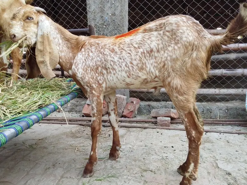 Qurbani, breading bakre– Khire, 2 Dant,Makhi chini & Desi — photo 5