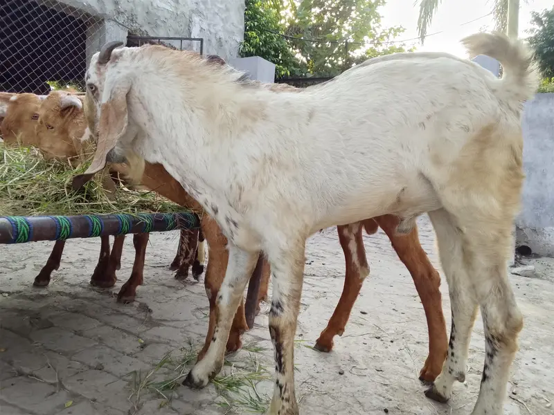 Qurbani, breading bakre– Khire, 2 Dant,Makhi chini & Desi — photo 6