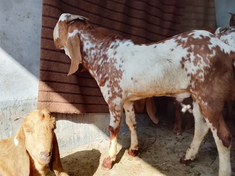 Qurbani, breading bakre– Khire, 2 Dant,Makhi chini & Desi — photo 9