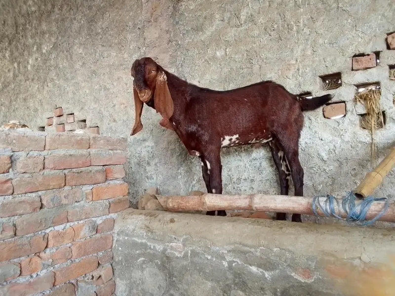 Qurbani, breading bakre– Khire, 2 Dant,Makhi chini & Desi — photo 10