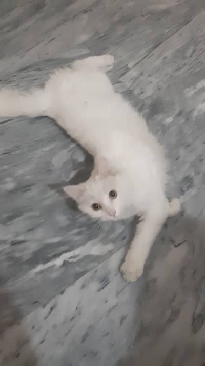 white Persian Cat vaccinated