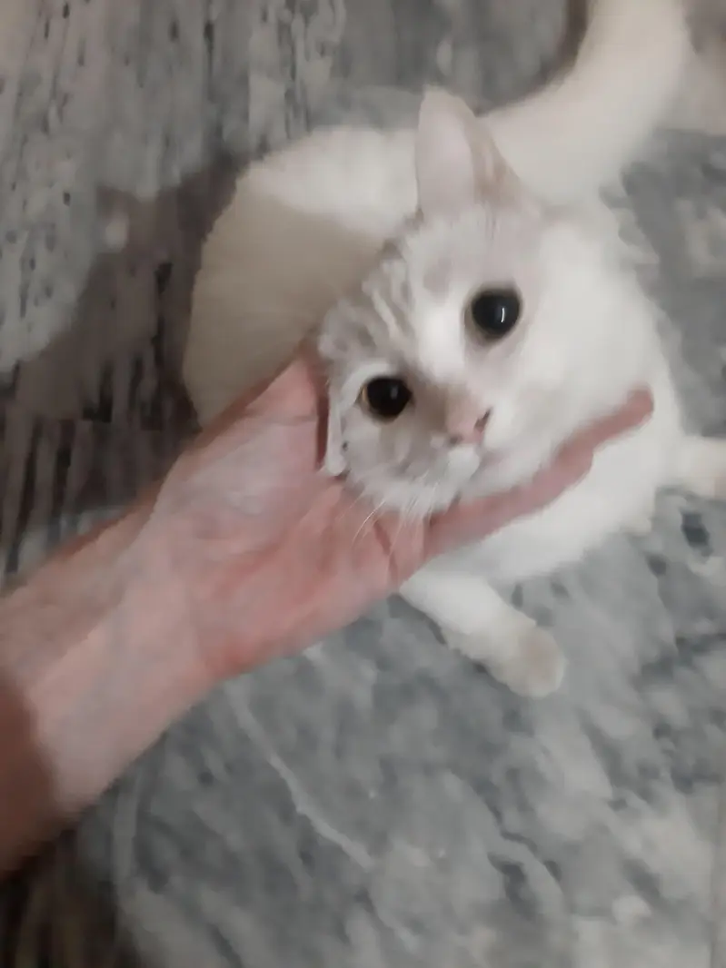 white Persian Cat vaccinated — photo 2