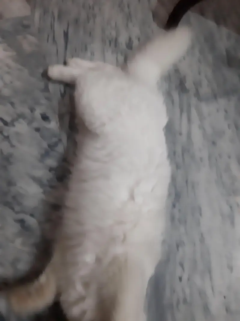white Persian Cat vaccinated — photo 3