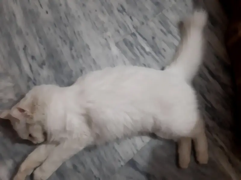 white Persian Cat vaccinated — photo 4