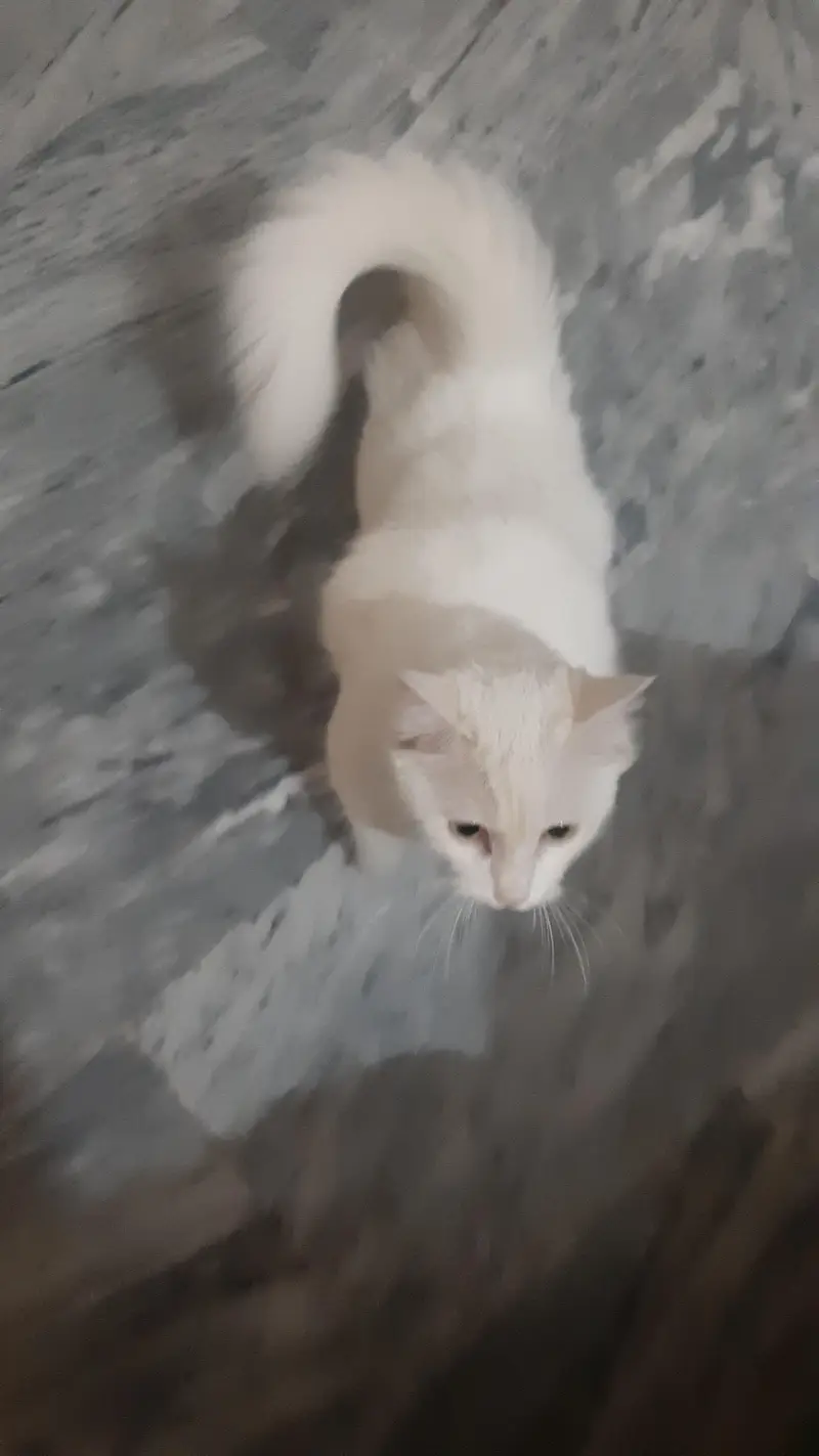 white Persian Cat vaccinated — photo 5