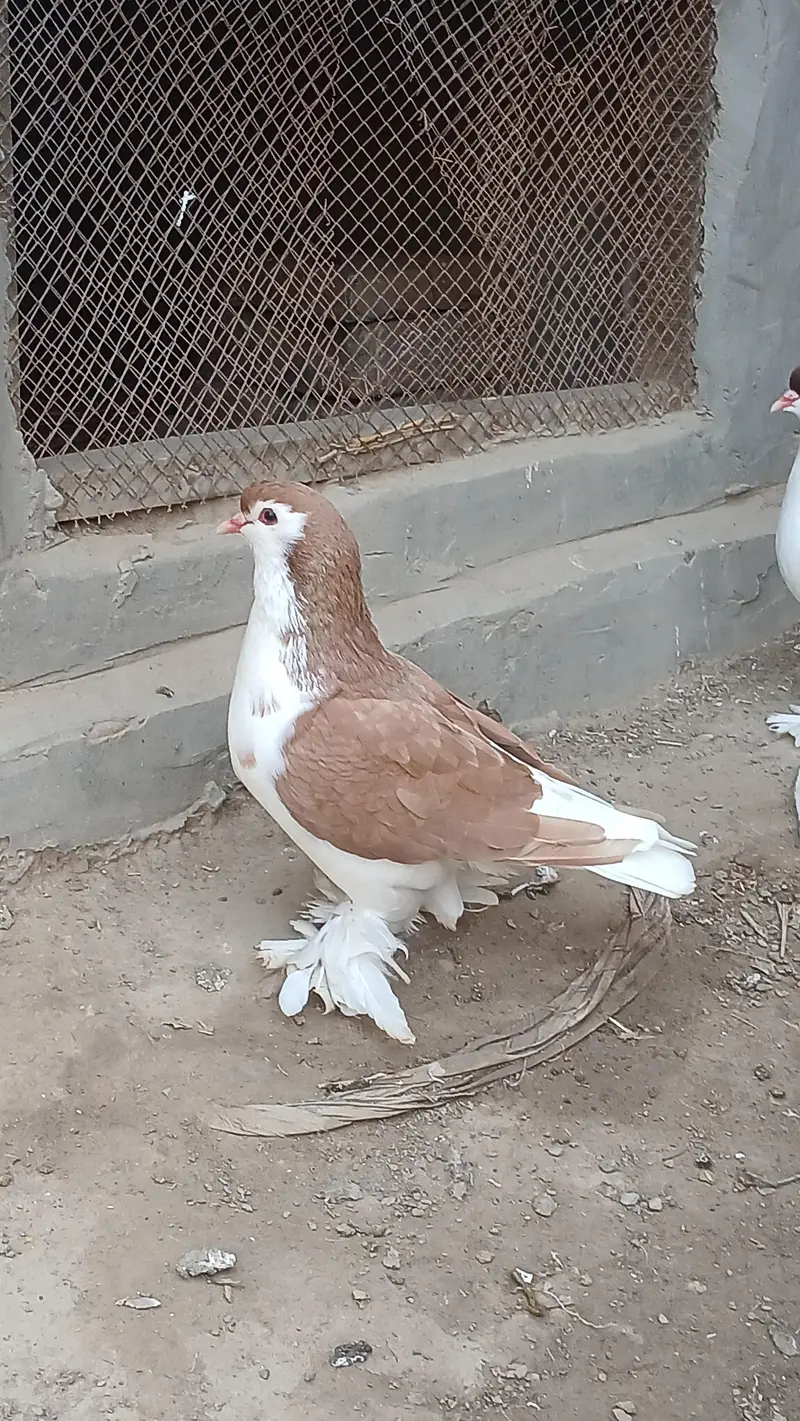 lahore sherazi german pigeon(dono male)3185461922 — photo 3