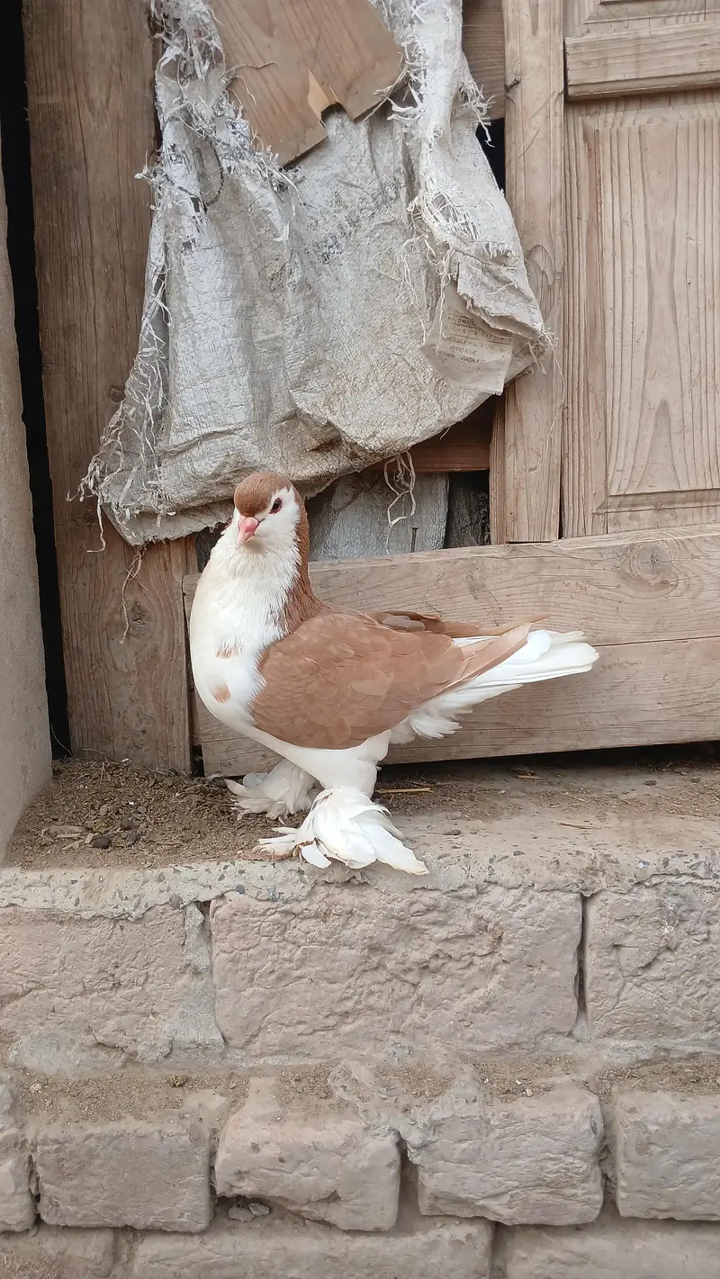 lahore sherazi german pigeon(dono male)3185461922 — photo 4