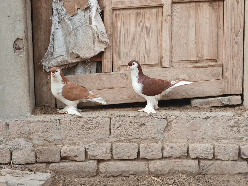 lahore sherazi german pigeon(dono male)3185461922 — photo 5