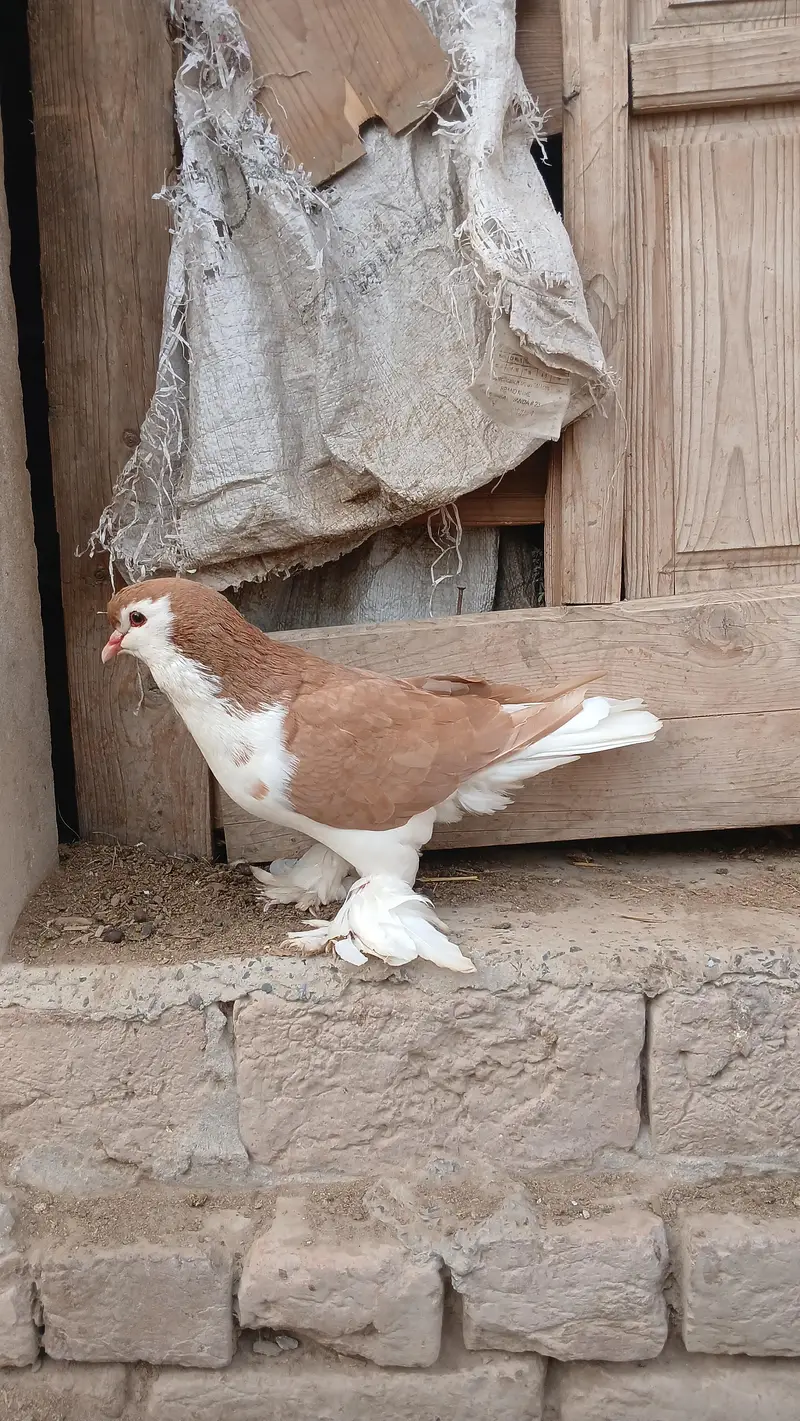 lahore sherazi german pigeon(dono male)3185461922 — photo 6