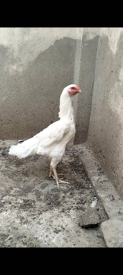 Pure White German Shamo Female For Sale