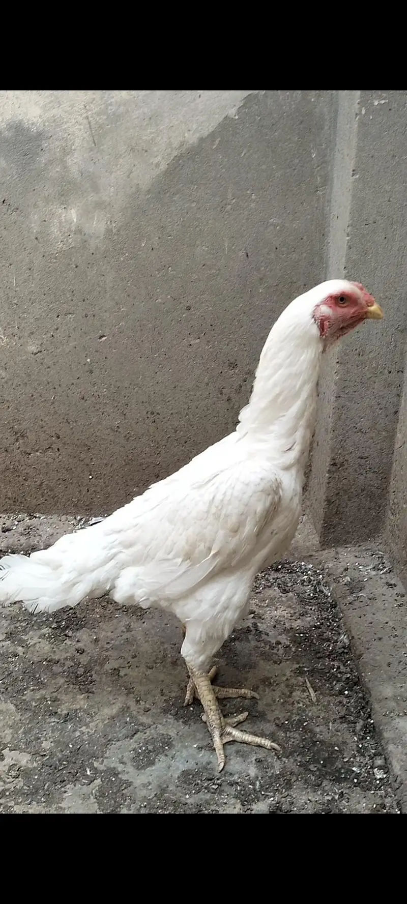 Pure White German Shamo Female For Sale — photo 2