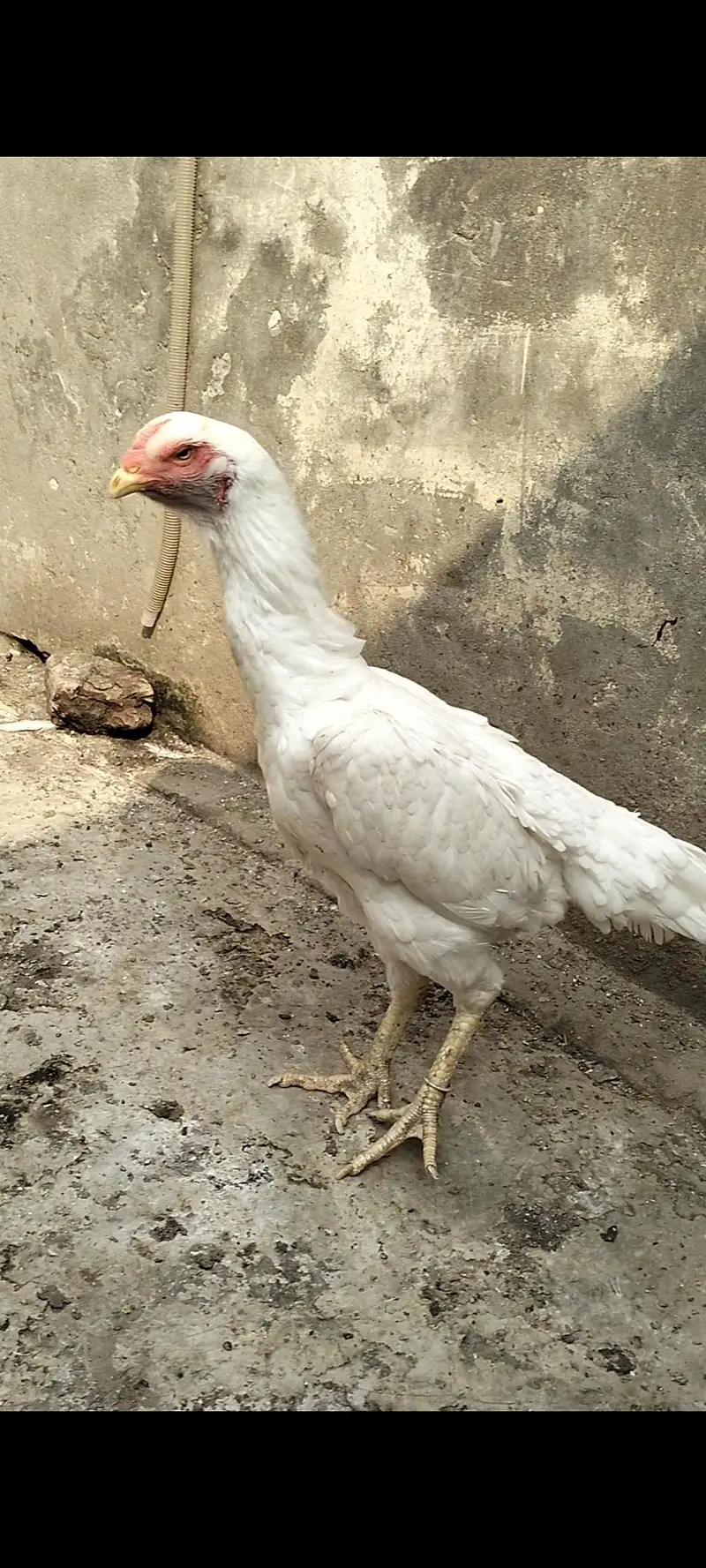 Pure White German Shamo Female For Sale — photo 3