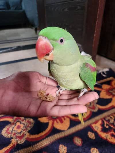 female raw parrot fully hand tame