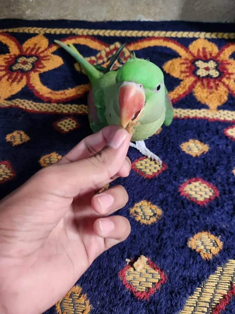 female raw parrot fully hand tame — photo 2