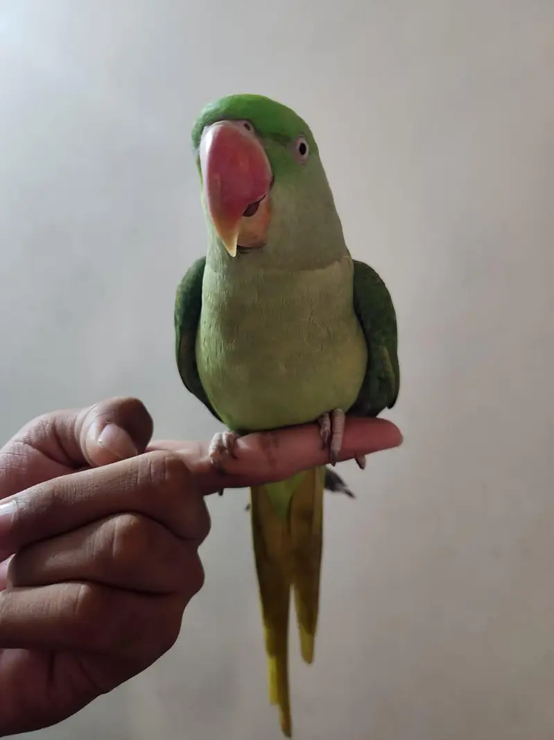 female raw parrot fully hand tame — photo 3