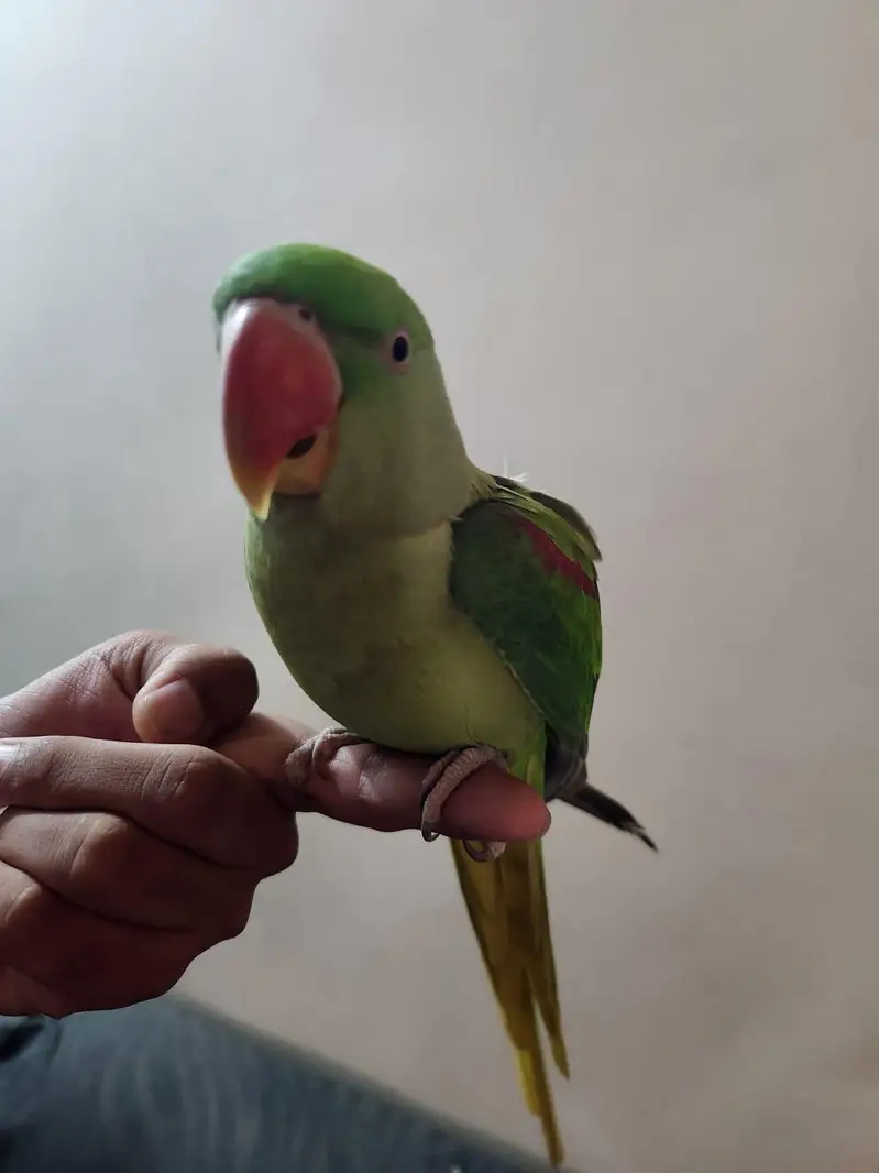 female raw parrot fully hand tame — photo 4