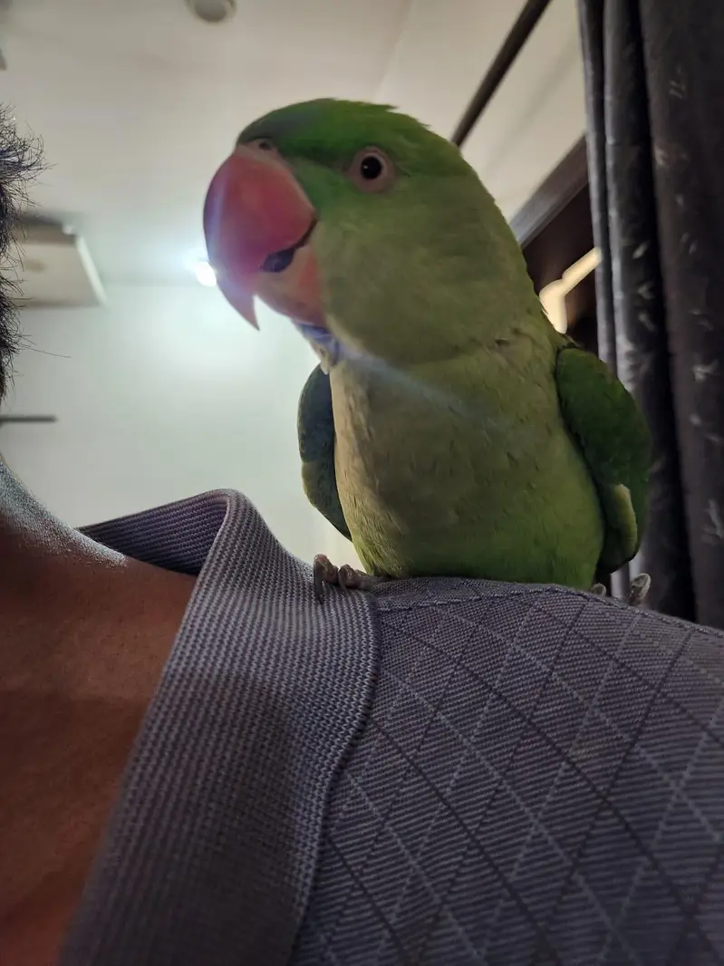 female raw parrot fully hand tame — photo 5