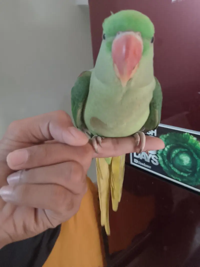 female raw parrot fully hand tame — photo 6