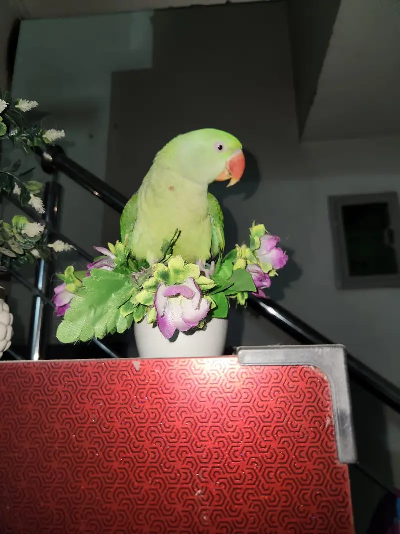 female raw parrot fully hand tame — photo 7