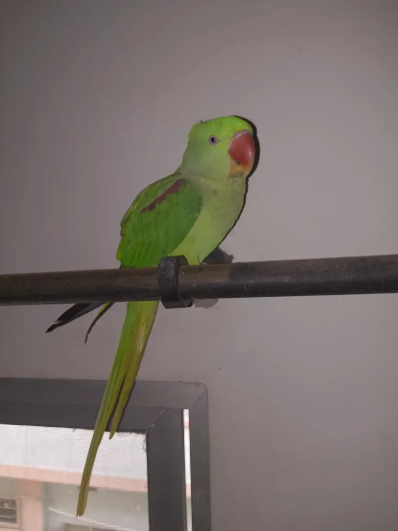 female raw parrot fully hand tame — photo 8