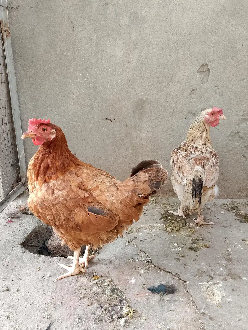 2 Desi Egg-Laying Hens & 1 Australorp Cross Male | Home Bred — photo 2