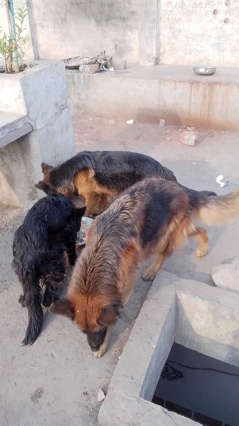 German Shepherd dog age 4 month full logo — photo 2
