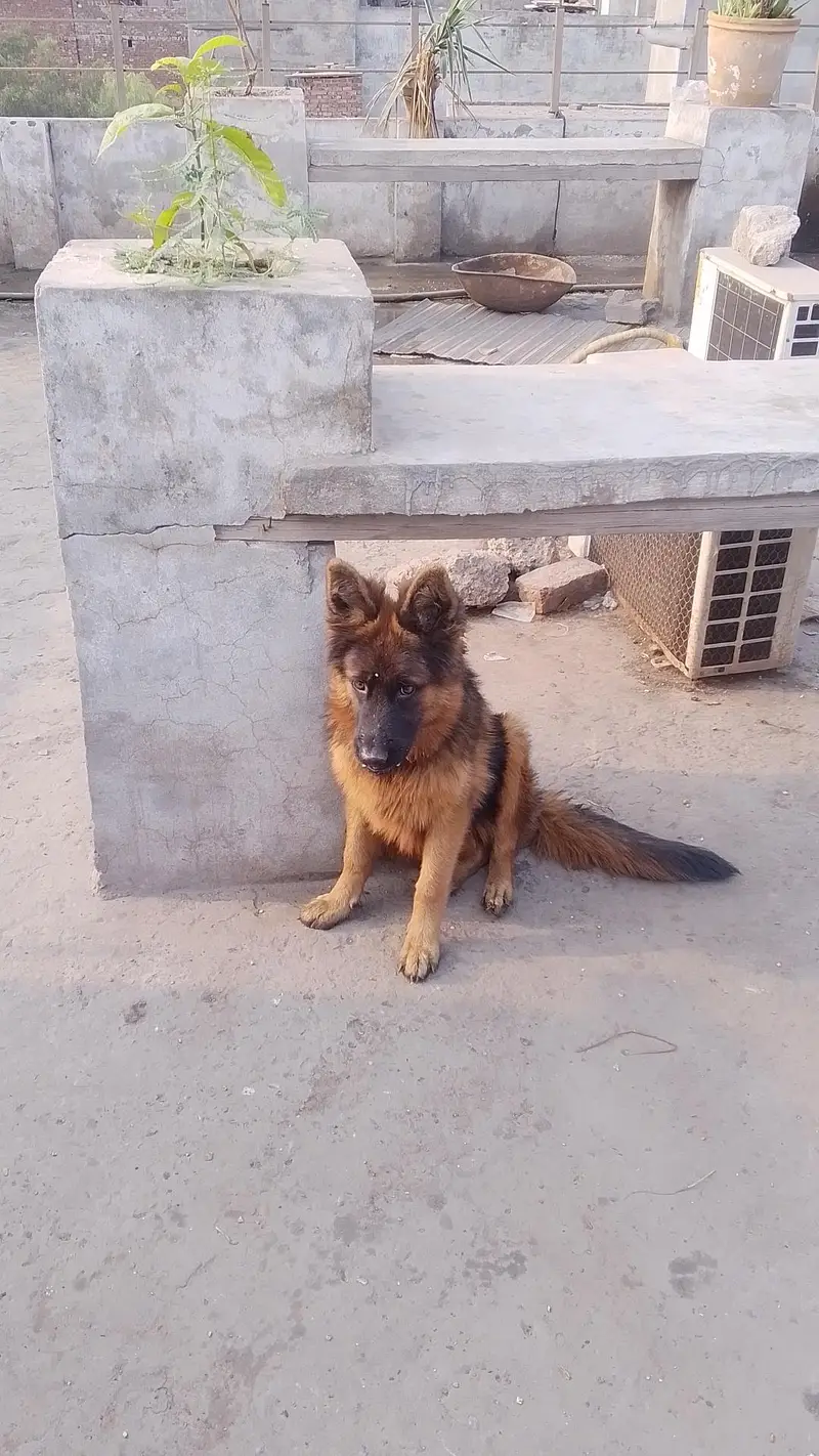 German Shepherd dog age 4 month full logo — photo 4